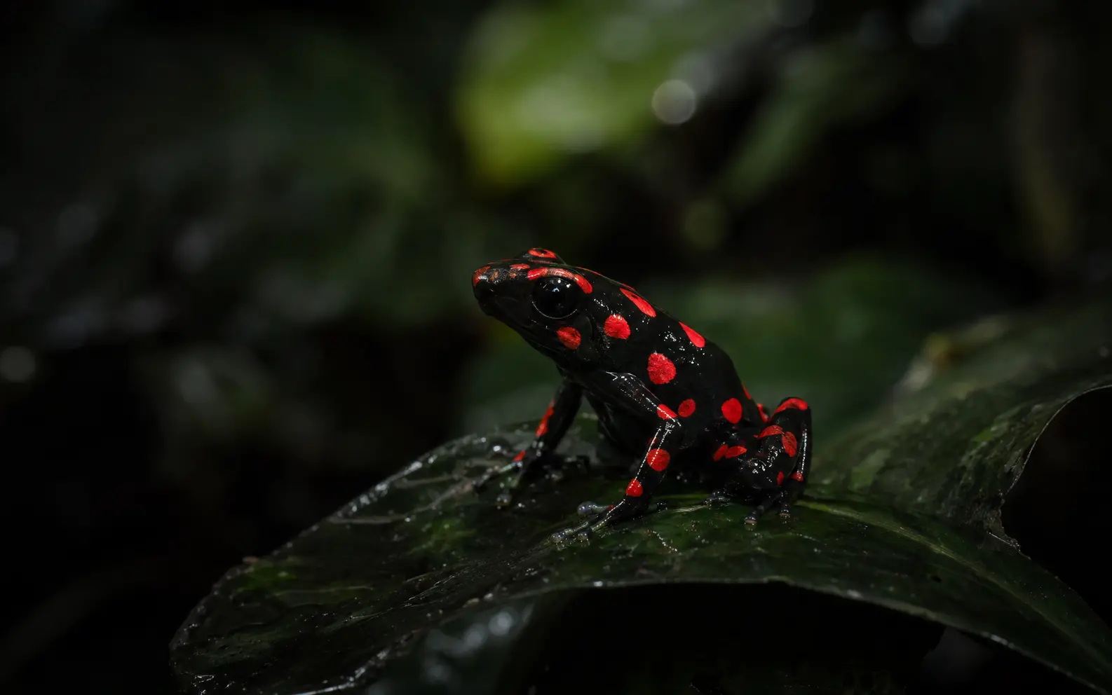 Schwarzer Pfeilgiftfrosch mit leuchtend roten Punkten auf einem nassen Blatt
